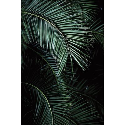 Rasch – Fotomural Palm Rasch.